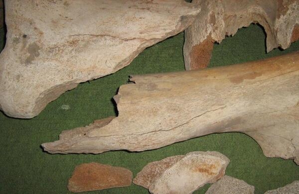 Кость мамонта